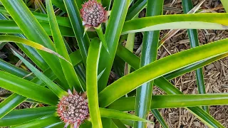 HOW TO SEPARATE A PINEAPPLE PLANT SPLIT FROM THE MOTHER PLANT! #garden #howto #pineapples #grow