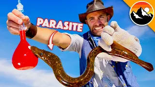 PARASITE KRYPTONITE! Will it work?!