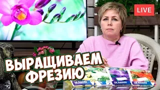 ФРЕЗИЯ ВСЕ О ВЫРАЩИВАНИИ 🌸 Посадка фрезии  🌸 прямой эфир про луковичные цветы.