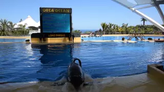 My Holidays - Orca Ocean Loro Park Teneriffa!!