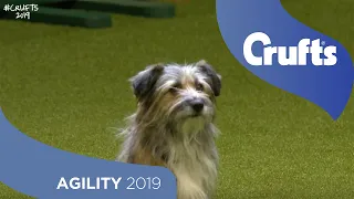Agility Kennel Club British Open Final Part 1 - Small and Medium | Crufts 2019