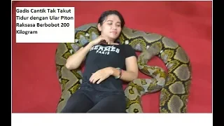 Heboh   Gadis Cantik Tak Takut Tidur dengan Ular Piton Raksasa Berbobot 200 Kilogram