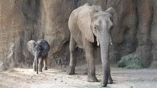 Baby elephant Ajabu Explores Habitat With Mom Mlilo