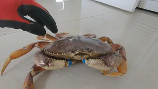 Saving Giant Crab From an Asian Supermarket