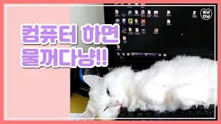 컴퓨터 방해하는 고양이 | A cat that stops you from playing the computer.