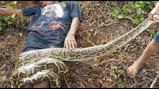 Wow! Amazing Two Brave Boys Catch Snake Near My Village How To Catch Big Snake By Hand