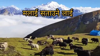 Mathi mathi Sailunge ma Chauri Dulaune lai Kunti moktan Lyrics Video