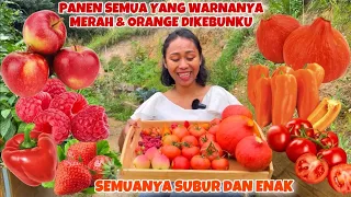 PANEN BUAH & SAYURAN YANG WARNA MERAH & ORANGE