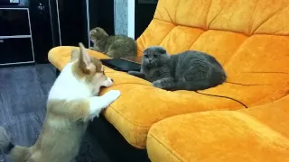 Вельш Корги и кошки. corgi talks to cat