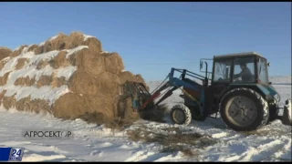 Агросектор. Крестьянское хозяйство «Бірлестік»