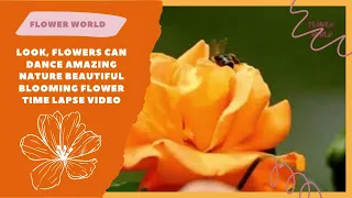 Look, flowers can dance amazing nature beautiful blooming flower time lapse video