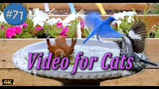 Uninterrupted CatTV 😻 Birds 🐦Splashing in a  Birdbath Video for Cats and Dogs