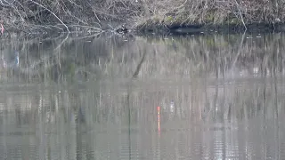Pescuit la caras in pădurea din barajul râului JIU + CADOU LANTERNĂ ARMYTEK