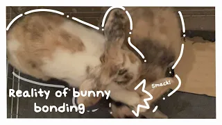 The Worst Bunny Bonding Experience (Turn On Captions) | Learn from my Mistakes