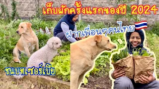EP.707| เก็บผักฝากพี่คนไทย ครั้งแรก 2024 เซอร์เบีย มีผักอะไรบ้าง