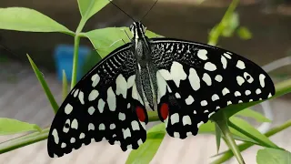 swallowtail lime butterfly🦋 (papilio domelous)...complete life cycle..#butterflylifecycle