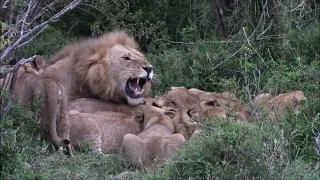 Lion cubs