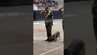 indian army dog salute training 🔥🇮🇳#shorts #army #viral #trending