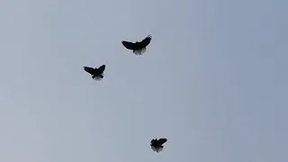 О Мелитопольских голубях