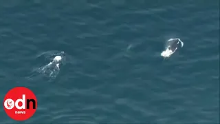 Pod of Orcas Spotted Near Seattle