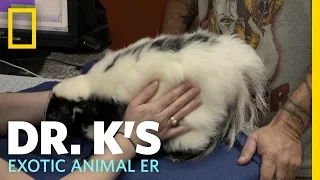A Celebrity Skunk Check-Up | Dr. K's Exotic Animal ER
