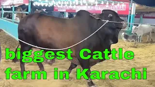 Largest Cattle farm in Karachi | Jameel memon cattle farm 2024