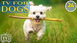24 Hours of Best Fun & Relaxing TV for Dogs! Soothing Music to Relax My Dog to Calm Anxiety & Stress