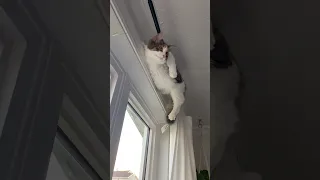 Chill Cat Hangs Out on Curtain Rod || ViralHog