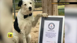 Dog Breaks Guinness World Record for Most Tricks in One Minute + More Records to Love