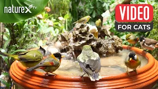 Bird chirping for cats to watch 🦜 Birds Relax in Garden Corner with Round Jar