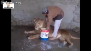 Человек моет льва, Man washes lion