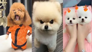 Tik Tok Chó Phốc Sóc Mini 😍 Funny and Cute Pomeranian #286