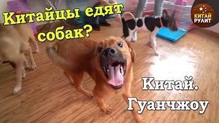 Китайцы едят собак? Приют спасенных животных. Китай. Гуанчжоу