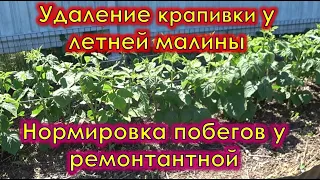 Удаление крапивки у летней малины и нормировка побегов у ремонтантной.