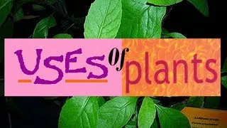 Uses of Plants for Kids