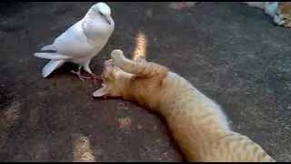 Pigeon (Dove) Attacked The Cat