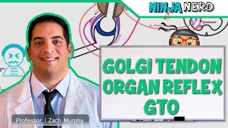 Neurology | Spinal Cord: Golgi Tendon Organ Reflex (GTO)