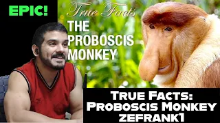 True Facts: Proboscis Monkey by Zefrank1