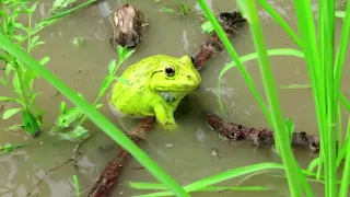 Indian Frog Video - Most Rare Yellow Bullfrog Sounds