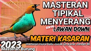 MASTERAN TIPIKAL MENYERANG || BURUNG MASTERAN FIGHTER - TEMBAKAN Kasar UNTUK ISIAN BURUNG LOMBA