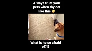 Always trust your pets!!