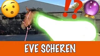 WELKE KLEUR WORDT EVE? | PaardenpraatTV