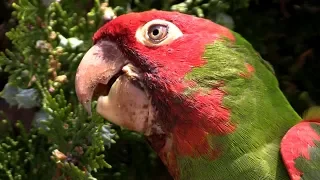 Wild Parrots Of San Francisco