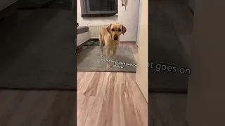 Doggy Scared of Slippery Floor Without His Socks || ViralHog