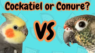 Cockatiel Or Conure - Which Bird Is Right For You? | TheParrotTeacher