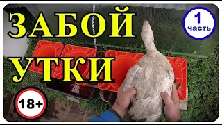 КАК ЗАБИТЬ УТКУ, СНЯТИЕ ПЕРА, ОБЖИГ УТКИ.  МУЛАРД - 1 часть.