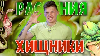 Насекомоядные растения. Венерина мухоловка, непентес, саррацения, росянка.