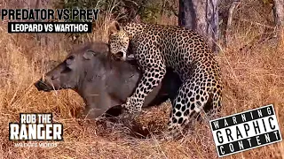 Predator Vs Prey: Leopard/Warthog Struggle!