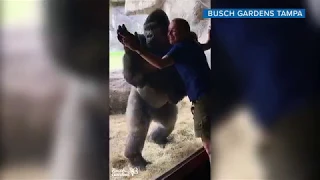 Bolingo the gorilla 'mimics' its animal care specialist at Busch Gardens Tampa Bay