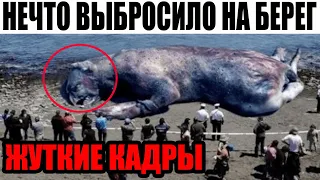 Я БОЛЬШЕ В МОРЕ НЕ НОГОЙ!!! 09.03.2022!!! ЭТО ВЫКИНУЛО В КРЫМУ!!! СПЕЦВЫПУСК!!!